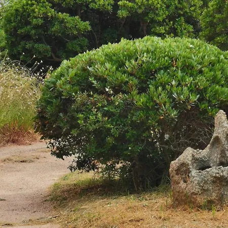Avec Jardin Entre Porto-vecchio Et Figari - Casa Mattiste *