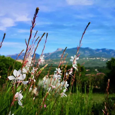 Avec Jardin Entre Porto-vecchio Et Figari - Casa Mattiste