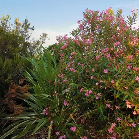Avec Jardin Entre Porto-vecchio Et Figari - Casa Mattiste アパート