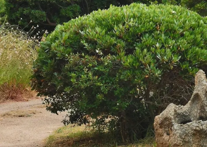 Avec Jardin Entre Porto-vecchio Et Figari - Casa Mattiste *