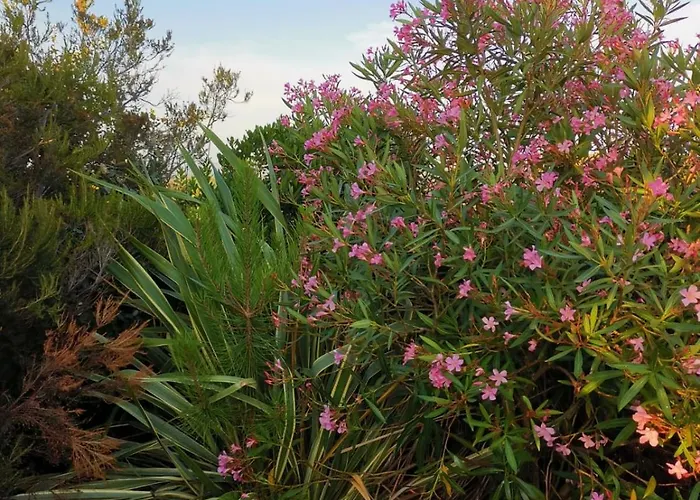 Avec Jardin Entre Porto-vecchio Et Figari - Casa Mattiste 公寓